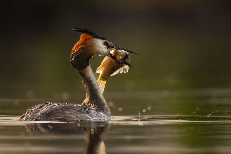 Закуска фото превью