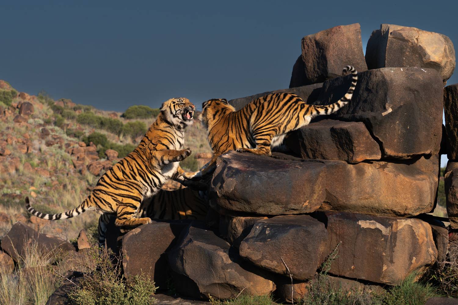 Бенгальский тигр, Африка, ЮАР, Сулоев Алексей