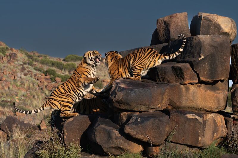 Бенгальский тигр, Африка, ЮАР  фото превью