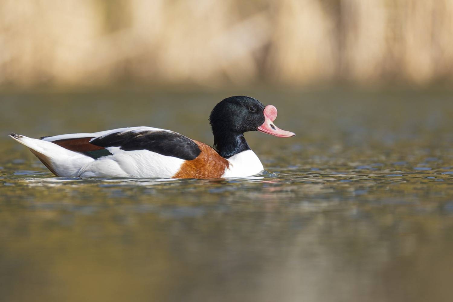 пеганка, утка, птицы, Руслан Pl