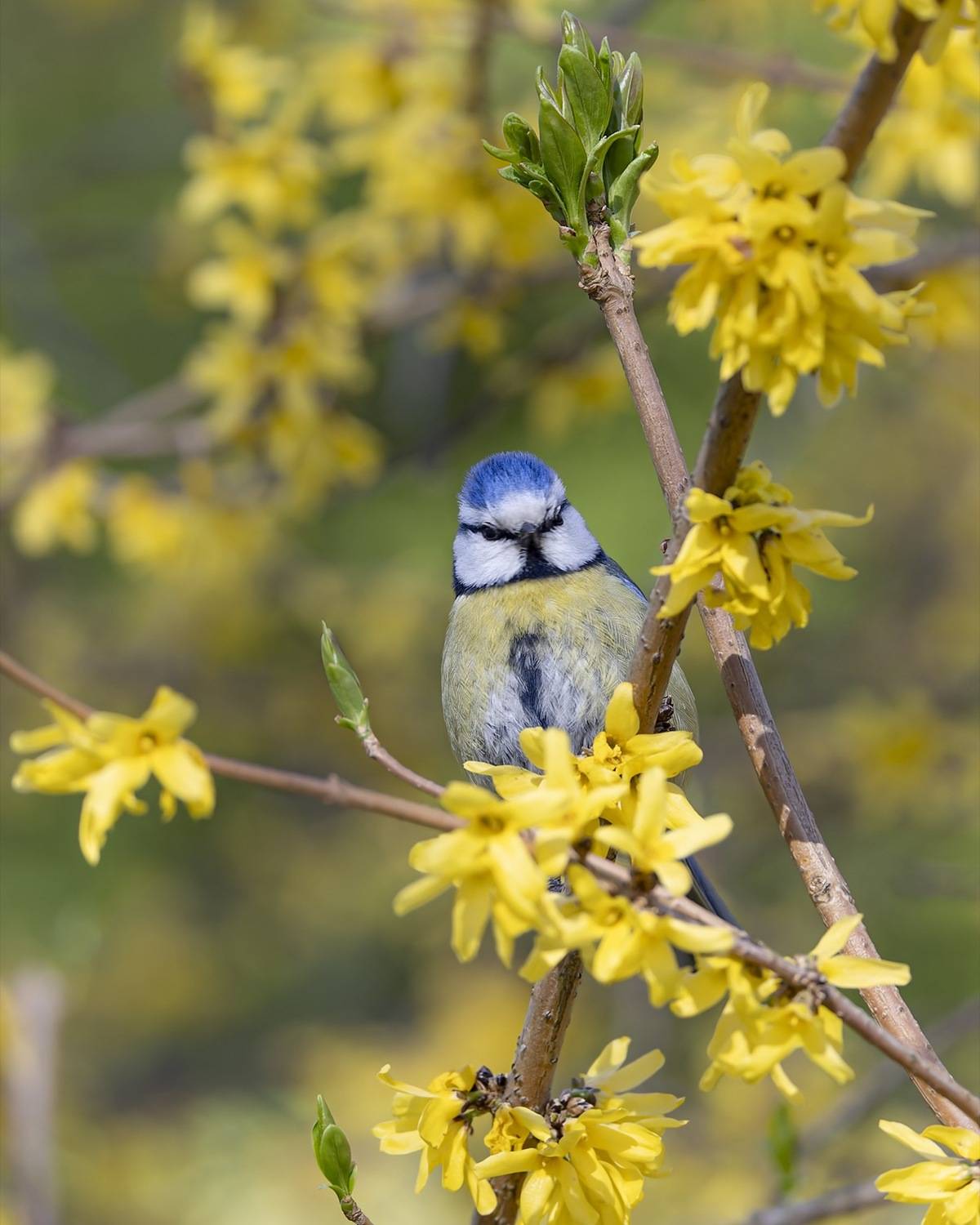 синица, лазоревка, весна, птицы, Руслан Pl