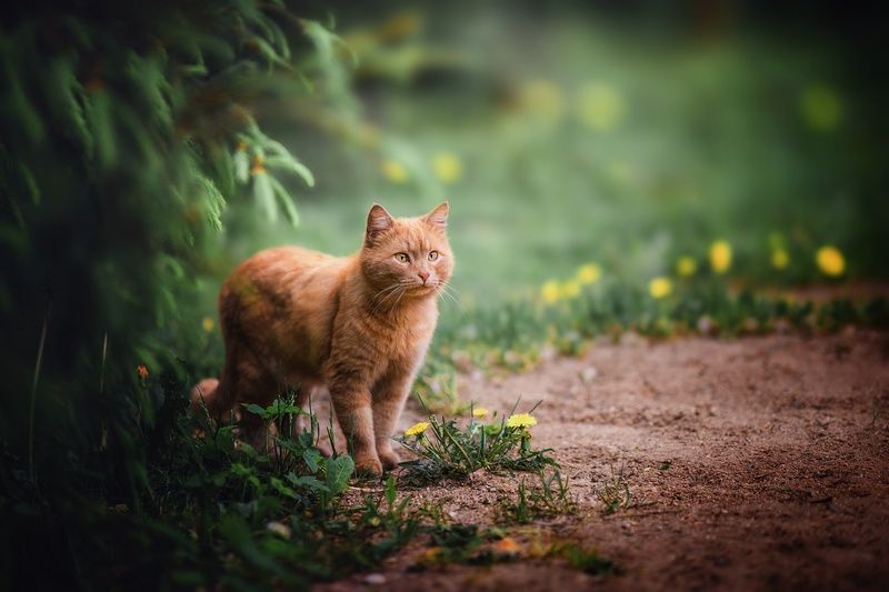 Очередной рыжий зверь))) фото превью
