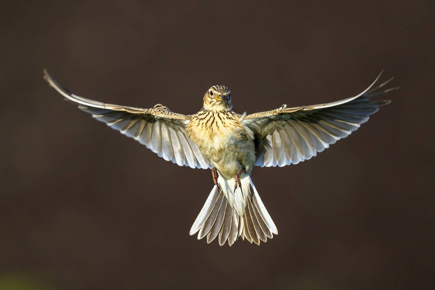 , Пупонин Сергей