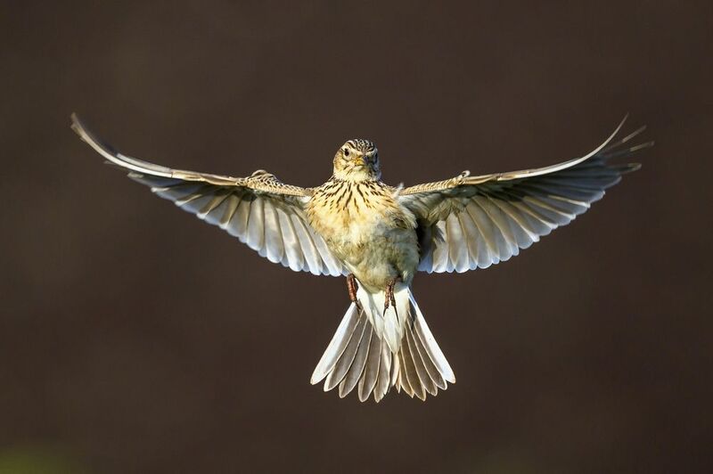 Жаворонок фото превью