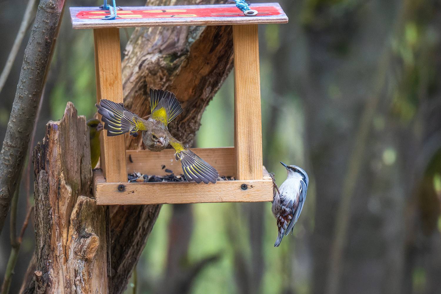 пермский край, птицы, фотоохота, природа, зеленушка, поползень, Кузнецов Кирилл