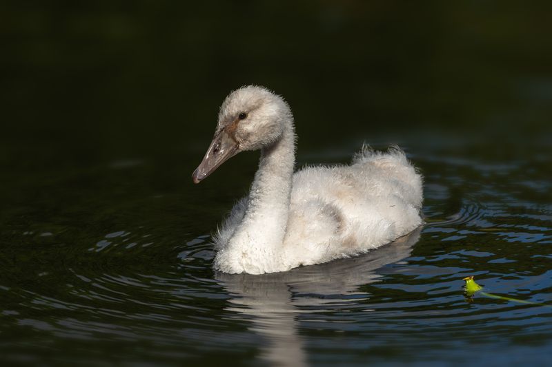 лебедь-шипун, птенец, cygnus olor; mute swan; cygnet Взросление фото превью