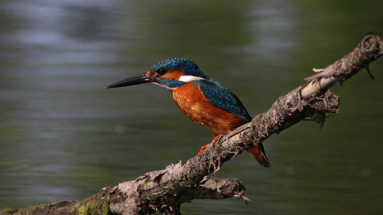 зимородок, обыкновенный зимородок, alcedo atthis, common kingfisher, kingfisher, Бондаренко Георгий