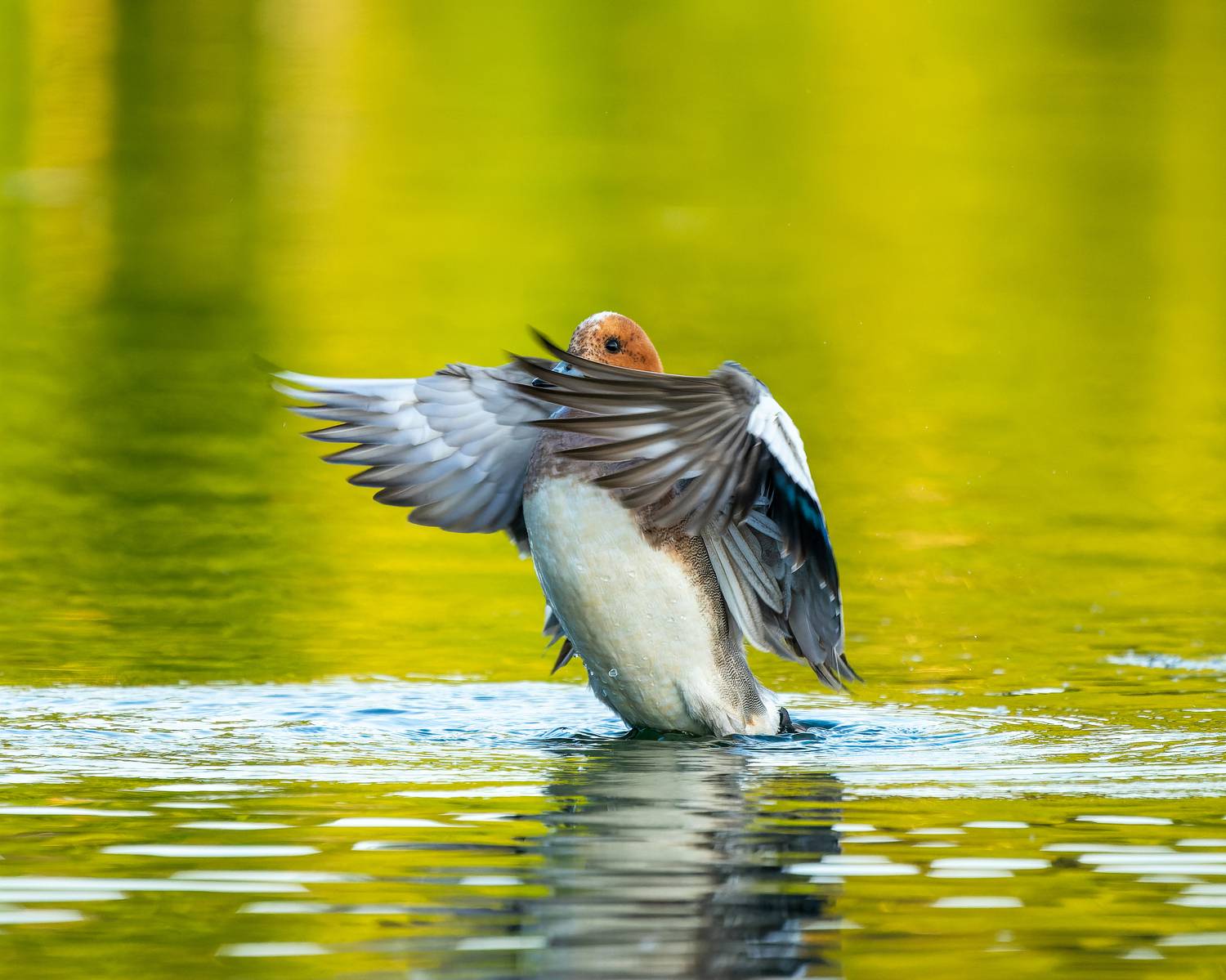свиязь, бердвочинг, птицы сибири, Екатерина Дубровская