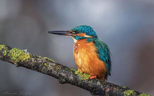 На утренней охоте