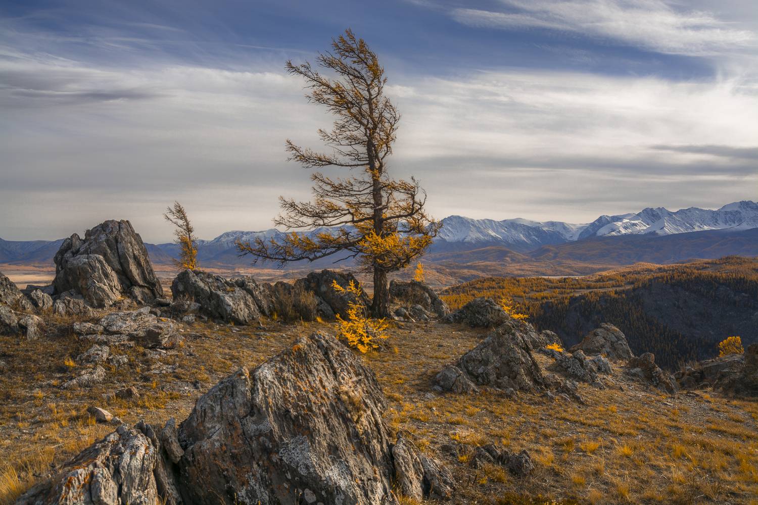 россия, горный алтай,осень, лиственница, Поляков Андрей