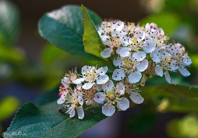 *** фото превью