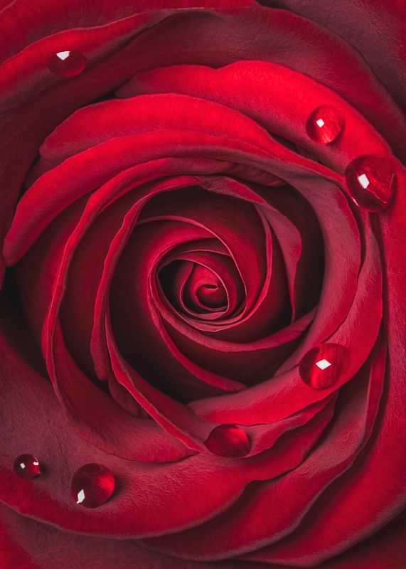 rose flower red роза красный red red rose фото превью