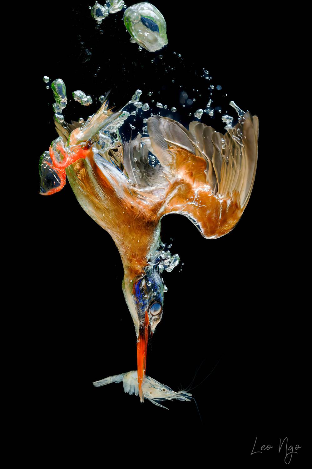 #leongophotography #birdofprey #kingfisherdive #natureinfocus #wildlifemoment #thekissofdeath #nikonz9 #nikon800pf #birdsinaction #underwaterstrike #nikonbirding #teamnikon #birdphotography, Ngo Hoang Nguyen - Leo Ngo