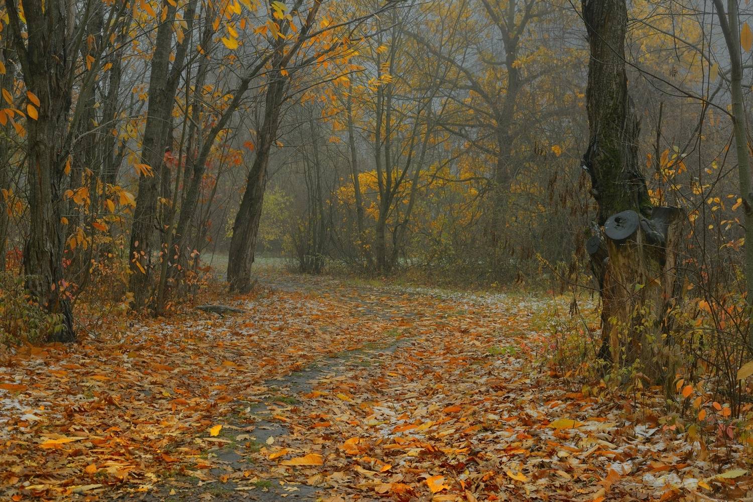 осень листва утро лес, Александр Жарников