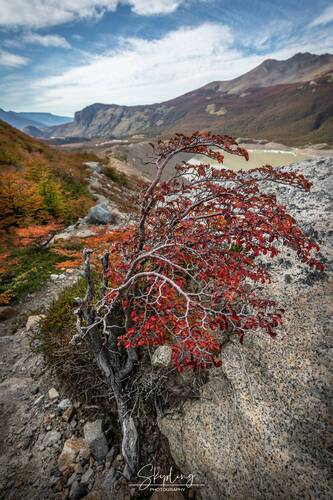 Nothofagus pumilio