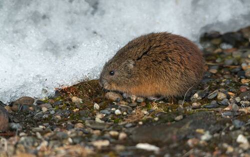 Бурый лемминг