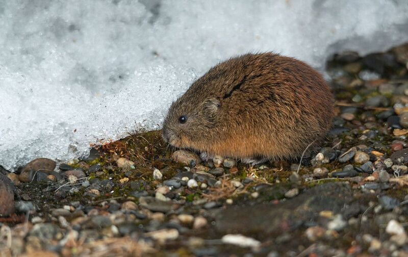 чукотка арктика север тундра лемминг Бурый лемминг фото превью