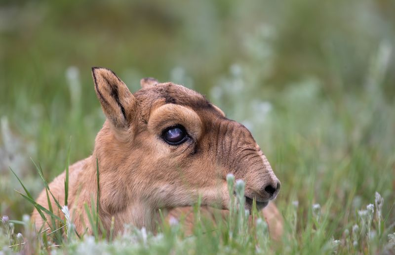 Новорожденный сайгак. фото превью