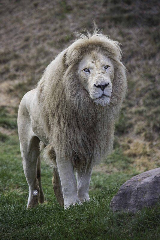 White lion фото превью