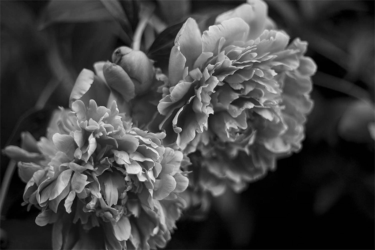 , Чудинин Дмитрий