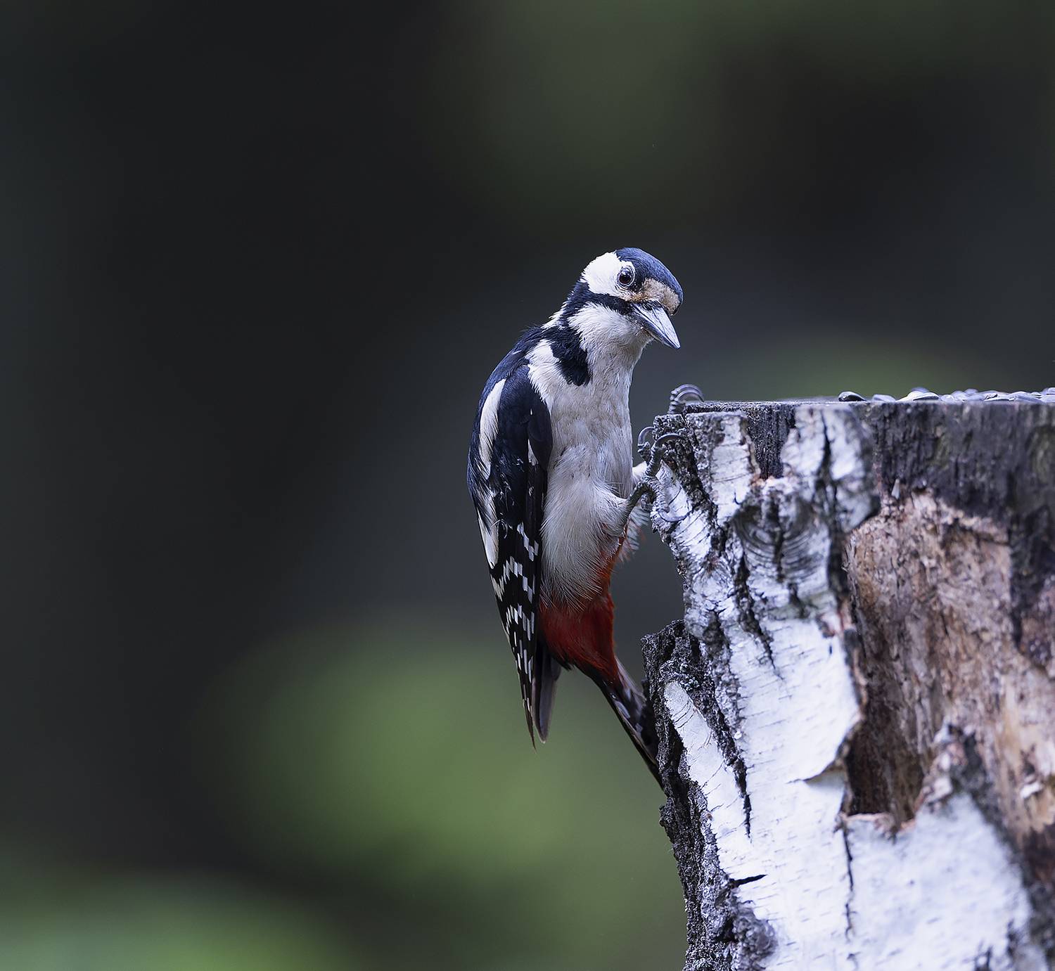 дятел, красавчик, лес, природа, bird, beautiful, forest, nature, Стукалова Юлия