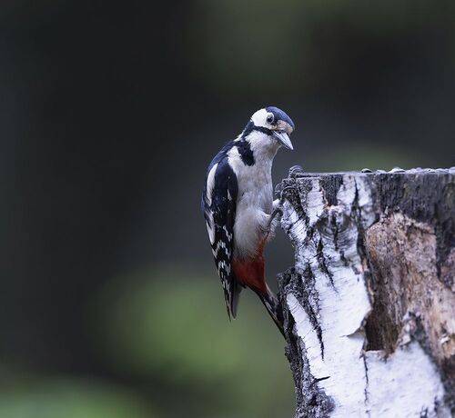 Пёстрый красавец