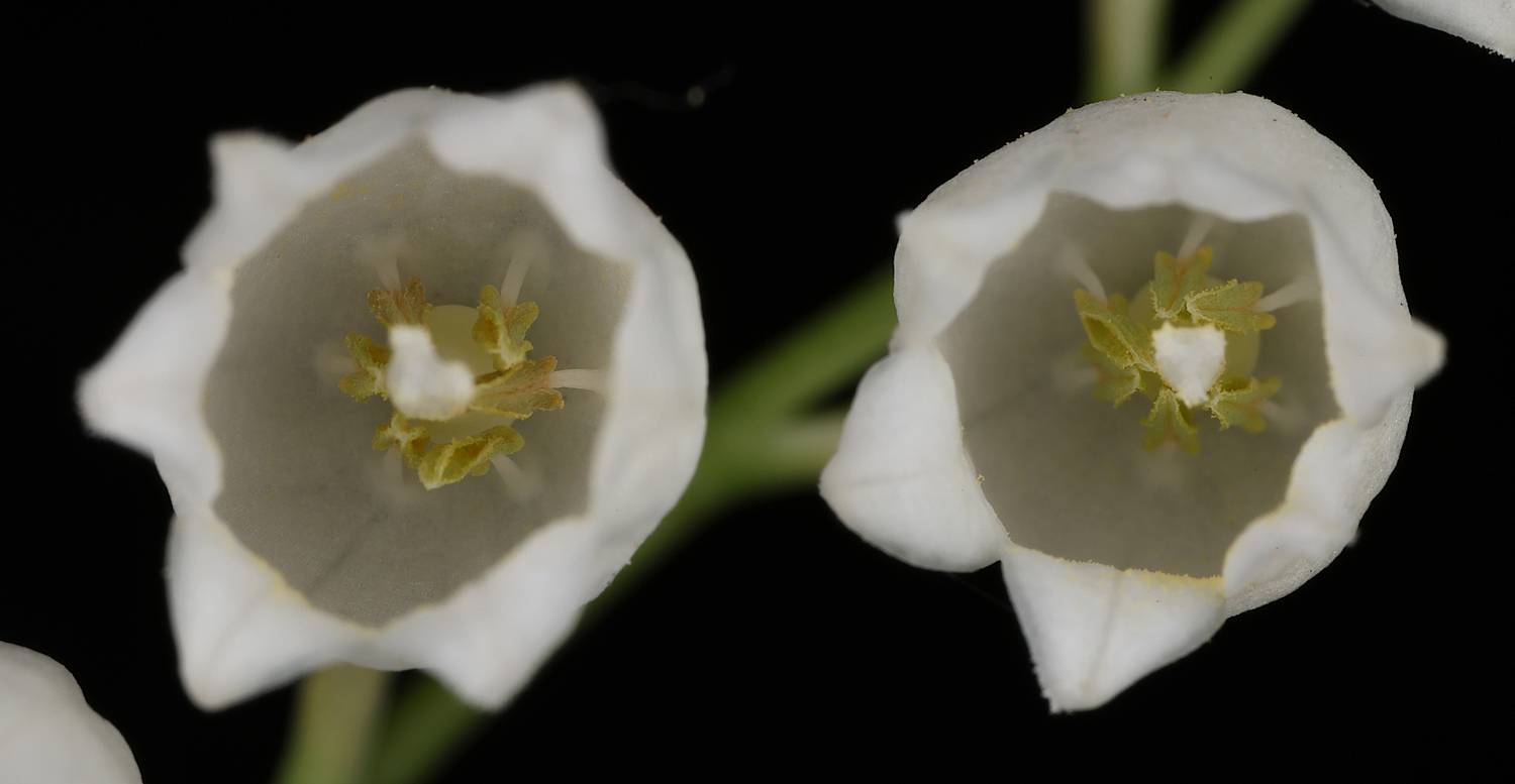 , Александр Зорин