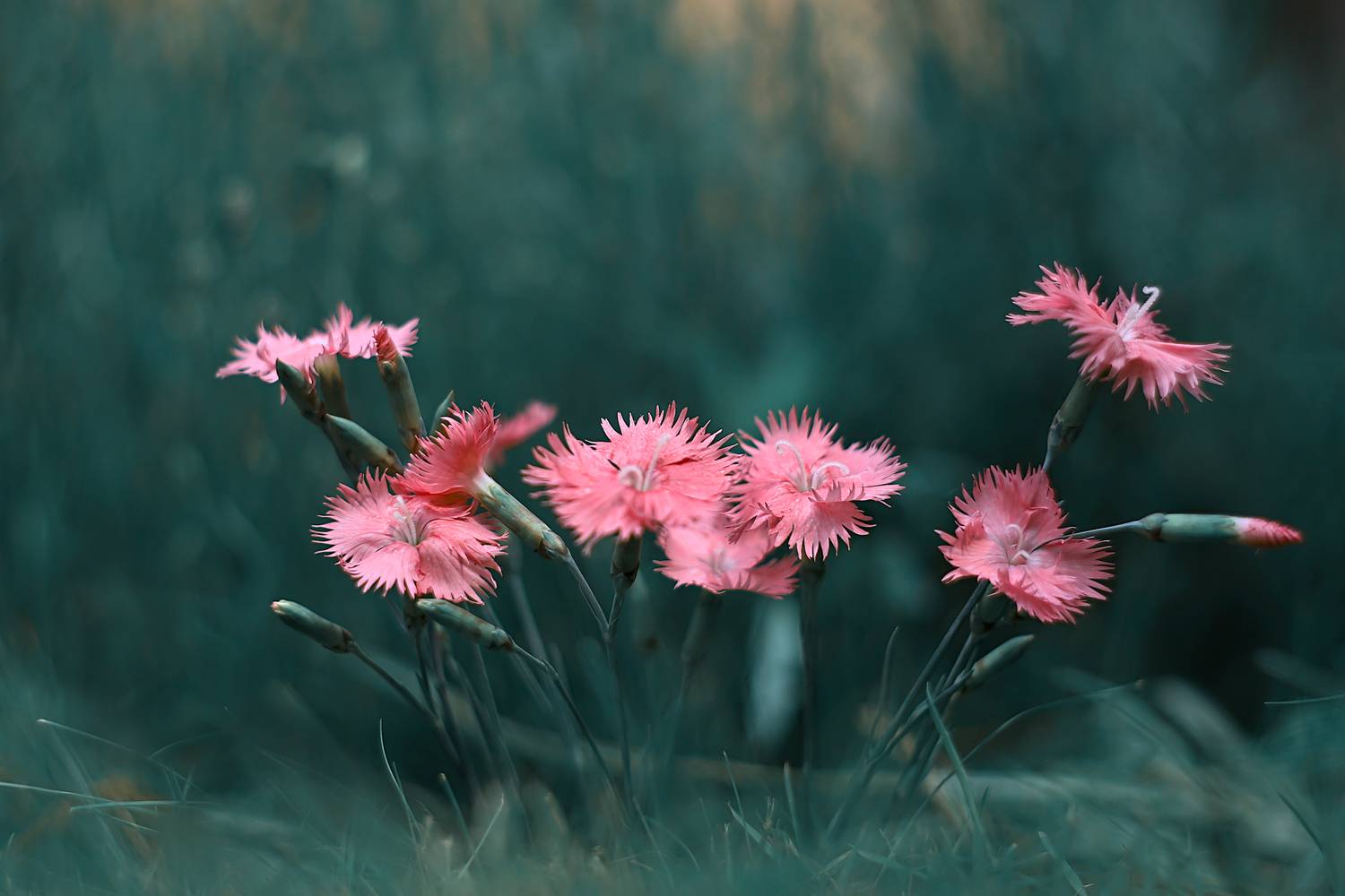 , Колобошников Эдуард