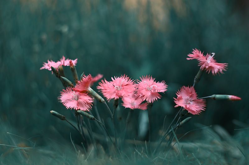 ***** фото превью