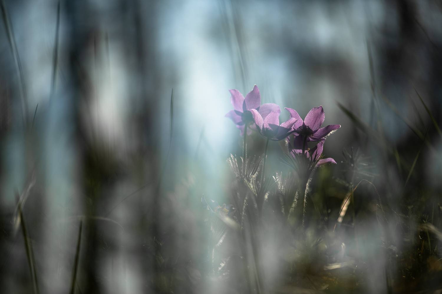 сон трава, россия, весна, апрель, воронеж, красота, nikon d 850, carl zeiss makro-planar t* 100mm f/2 zf.2, Мещеряков Геннадий