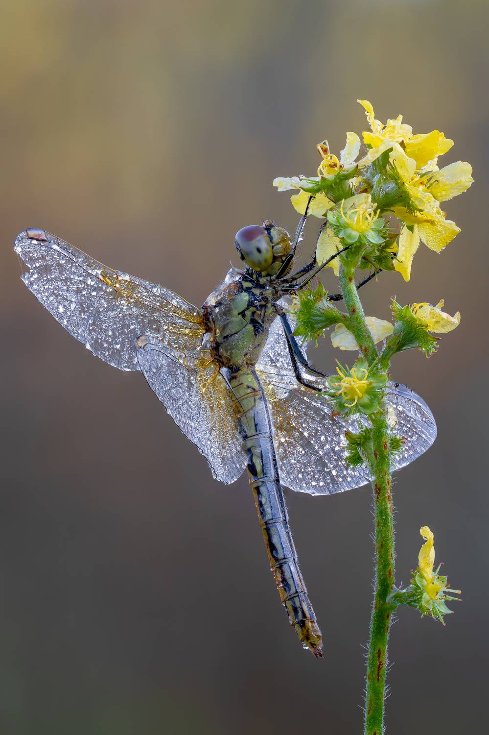 , Кузнецов Дмитрий