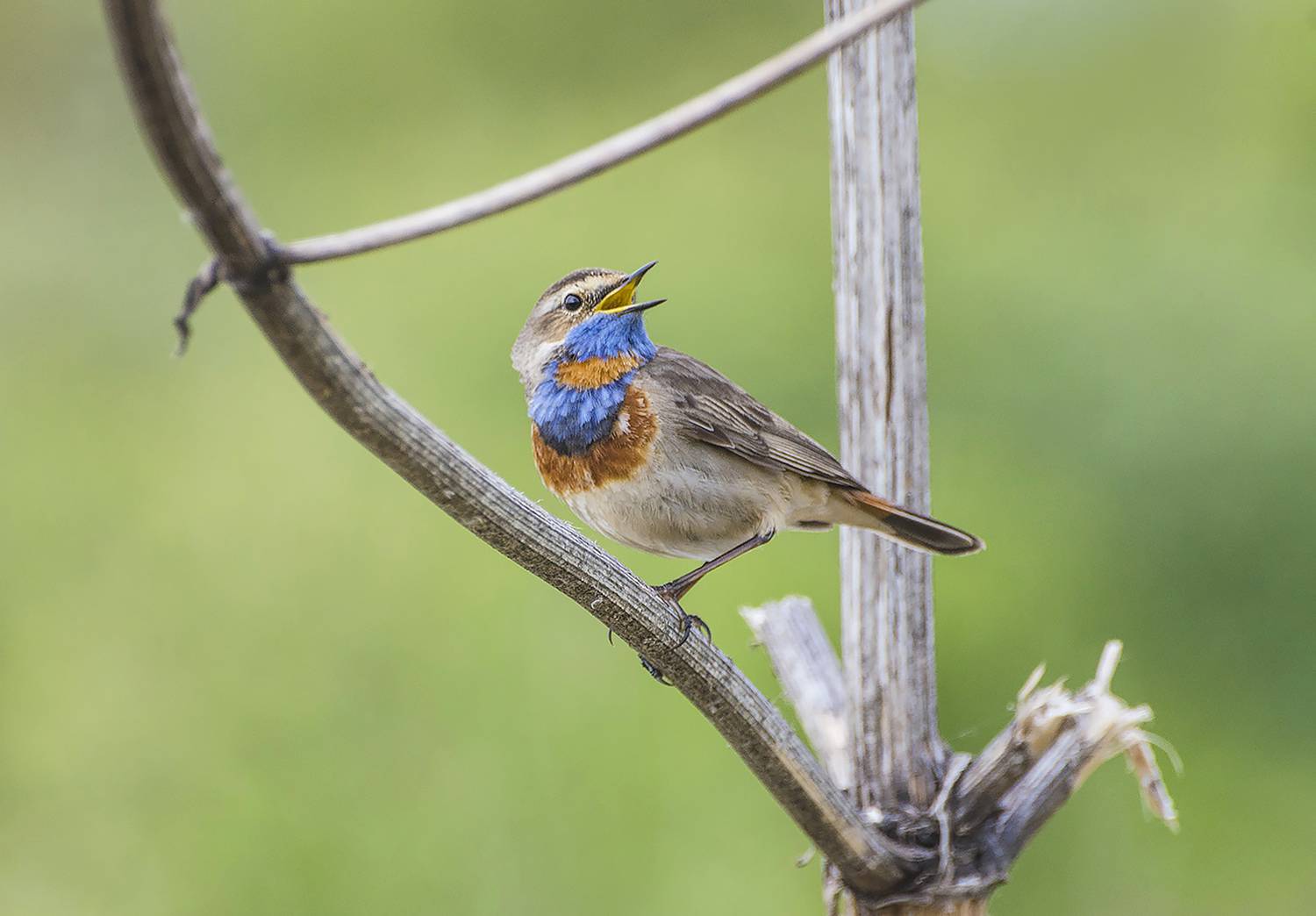 птица, варакушка, самец, Михаил Агеев