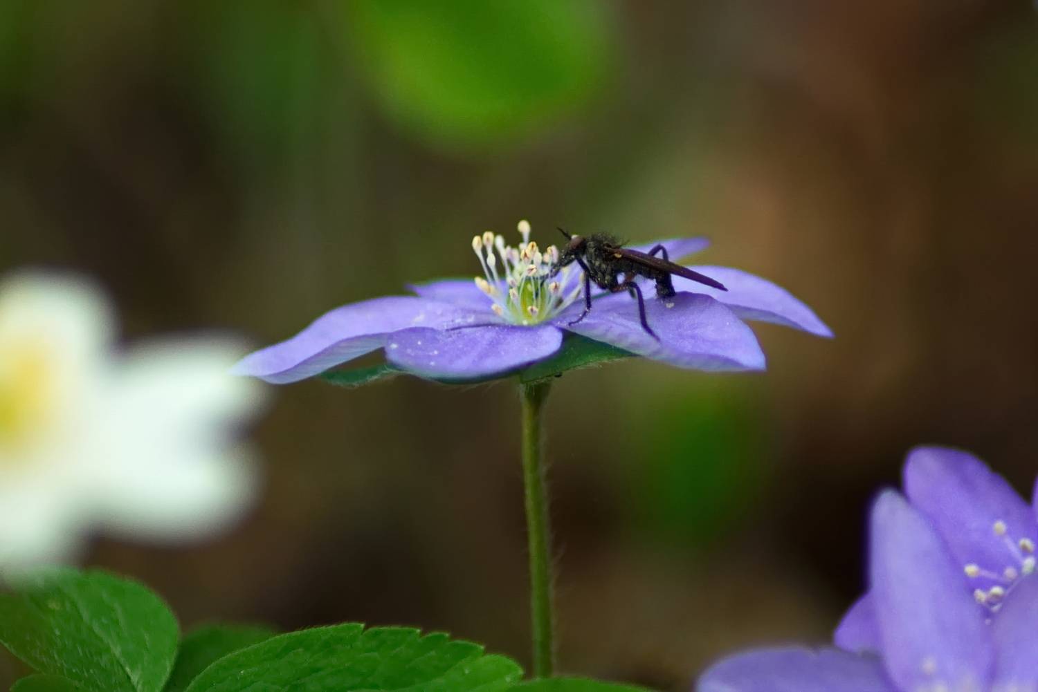 , Виктор Гурков