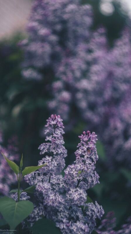 природа, цветы, сирень, лето *** фото превью