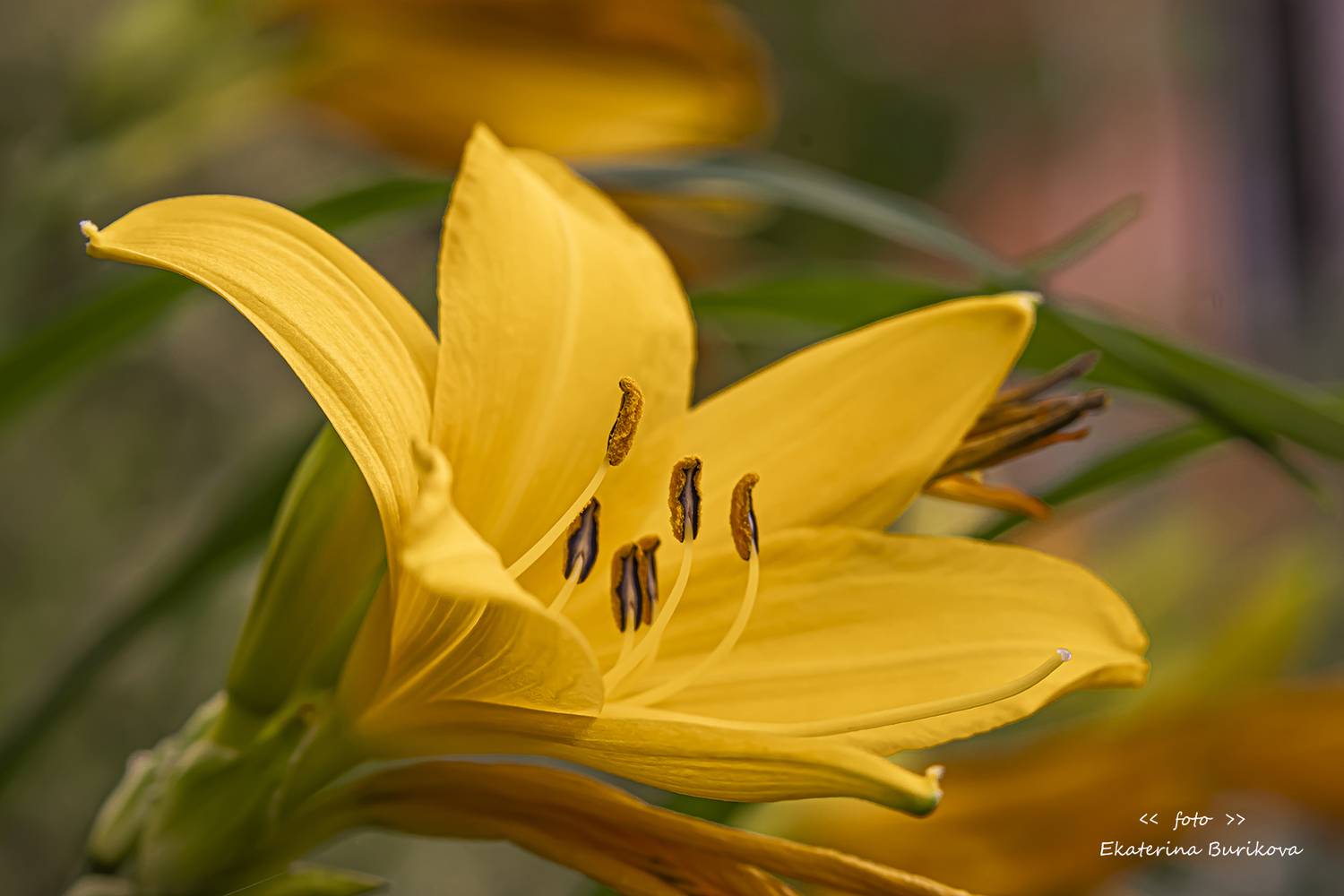 , Бурикова Екатерина