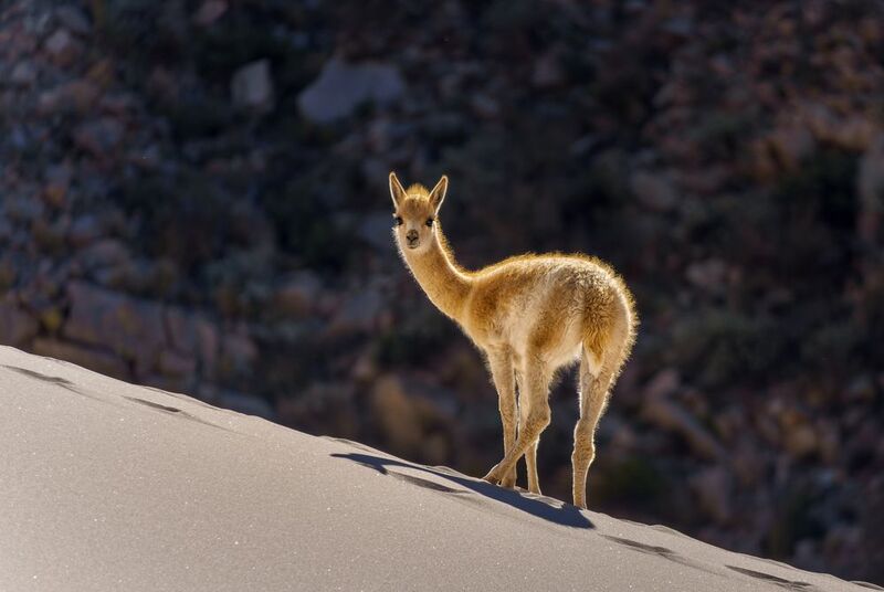 Vicuña de Duna Randolfo фото превью