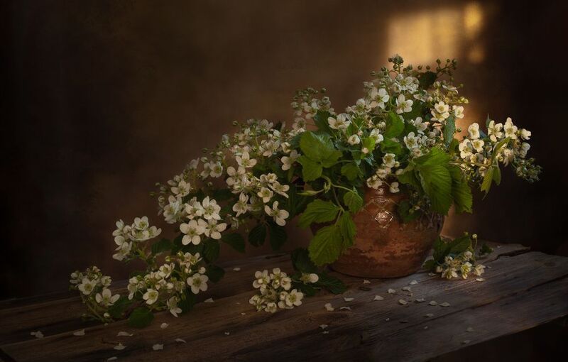 Аромат ежевики фото превью