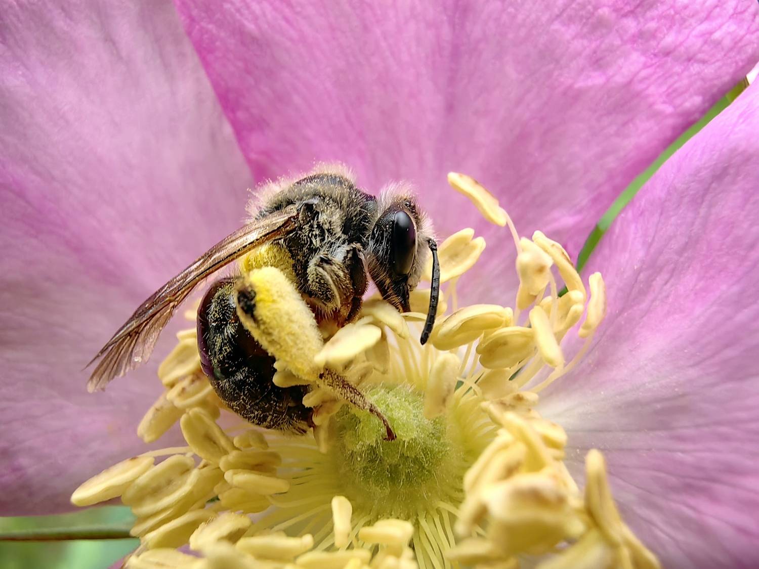 природа,пчела,цветок, Козлова Галина