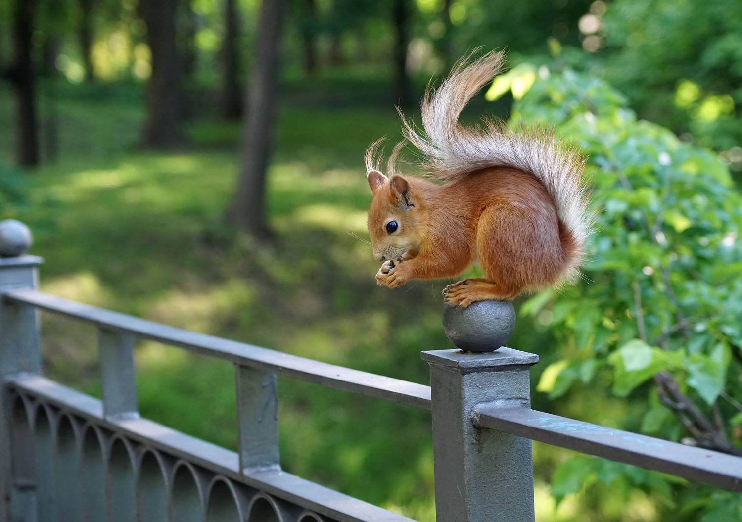 Белочка, шар, перила, Чепленко Алексей