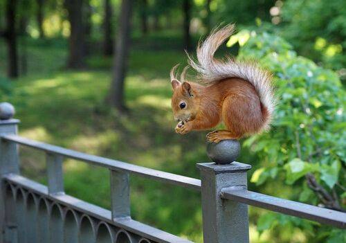 Белочка на шаре