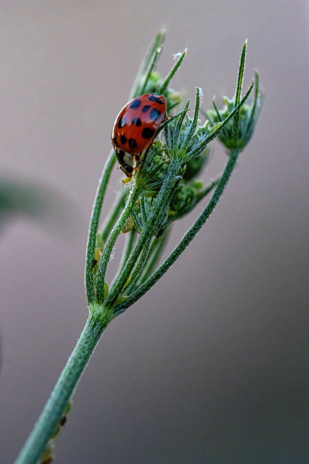 , Стоименова Бистра