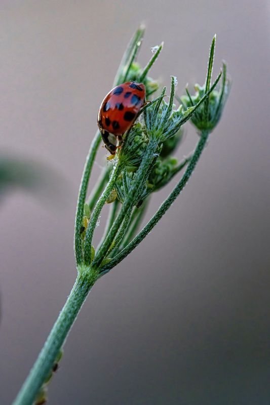 Breakfast at Tiffany\\\'s фото превью