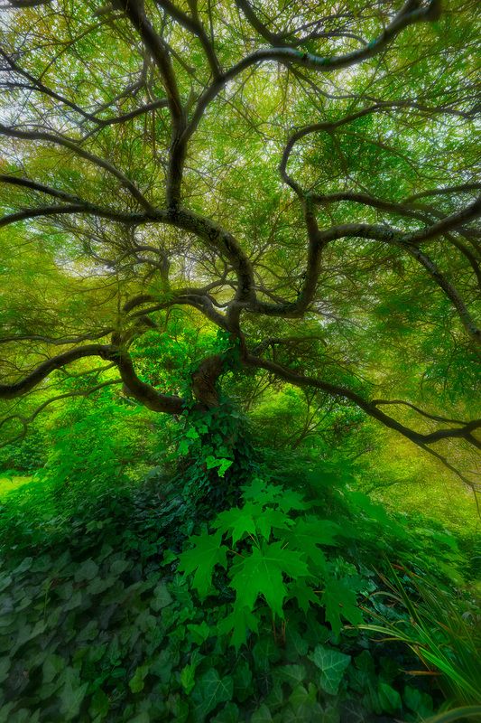 maple tree, green, leaves, summer Beneath the Breath of Summer фото превью