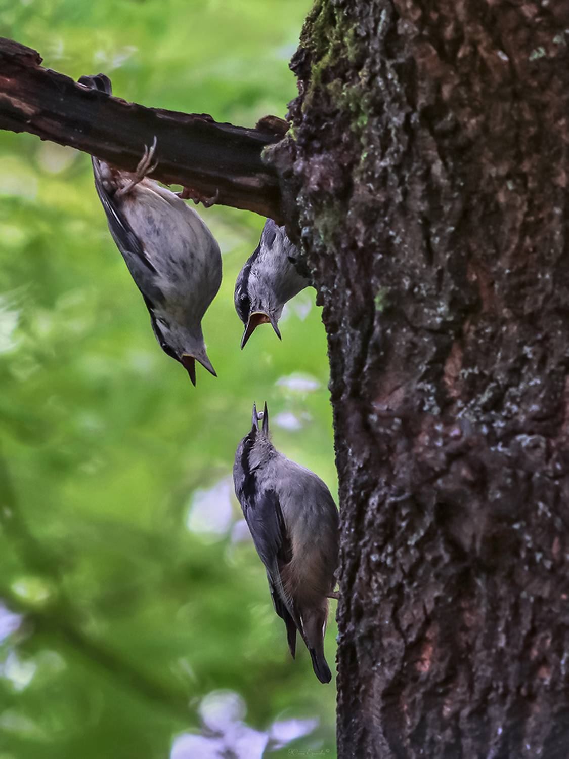 фотоохота, поползень, слётки, Ершова Юлия