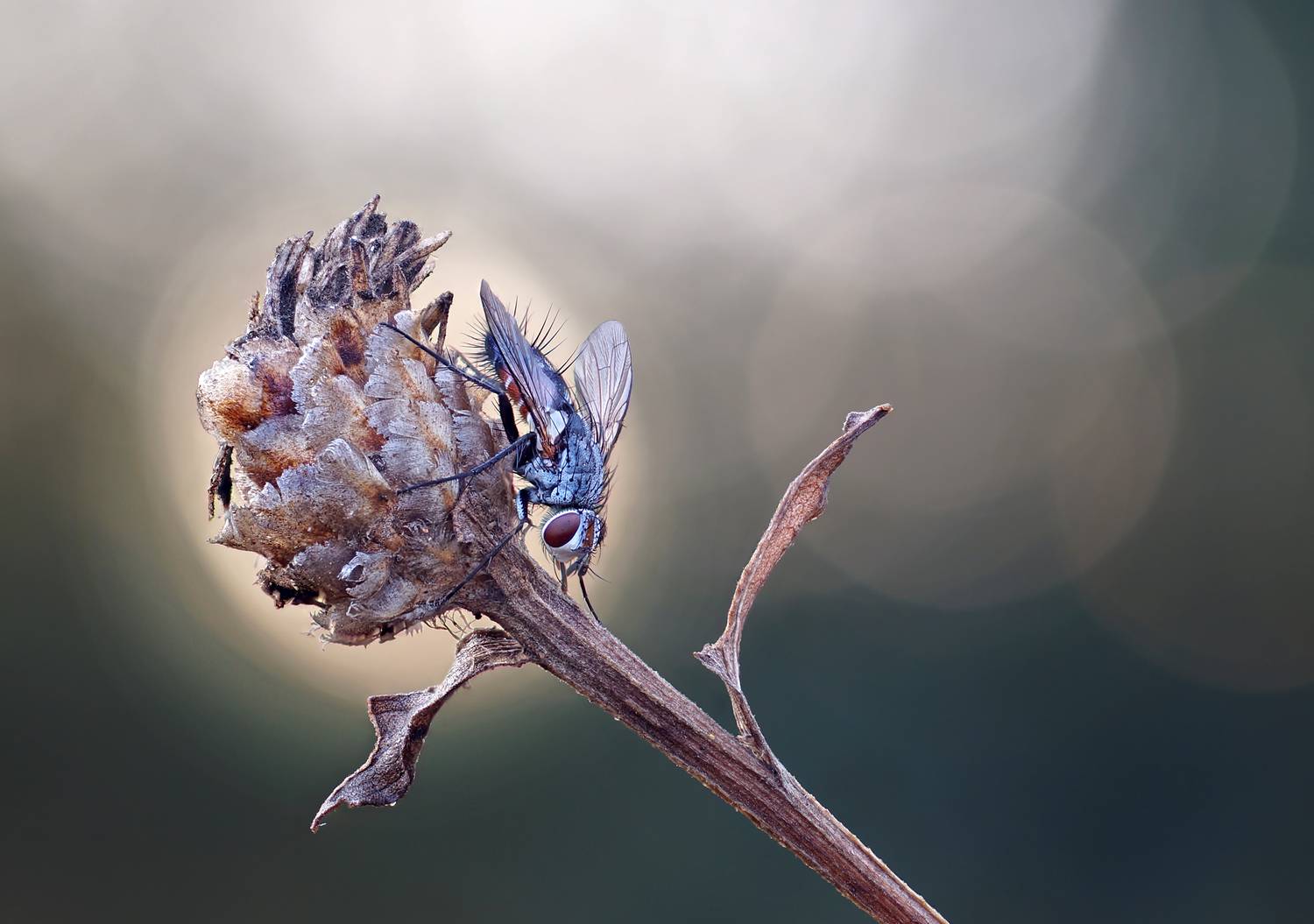 Сухцвет, муха, боке, утро, сон, Чепленко Алексей