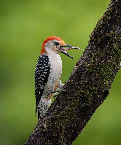 Red-bellied Woodpecker, male -Каролинский меланерпес