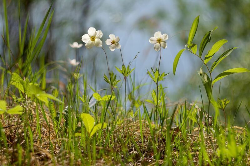 Три грации фото превью