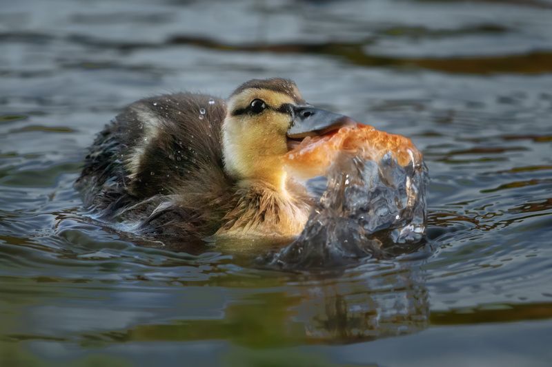 утята, лето, птицы, озеро, Моё, моё, моё... фото превью