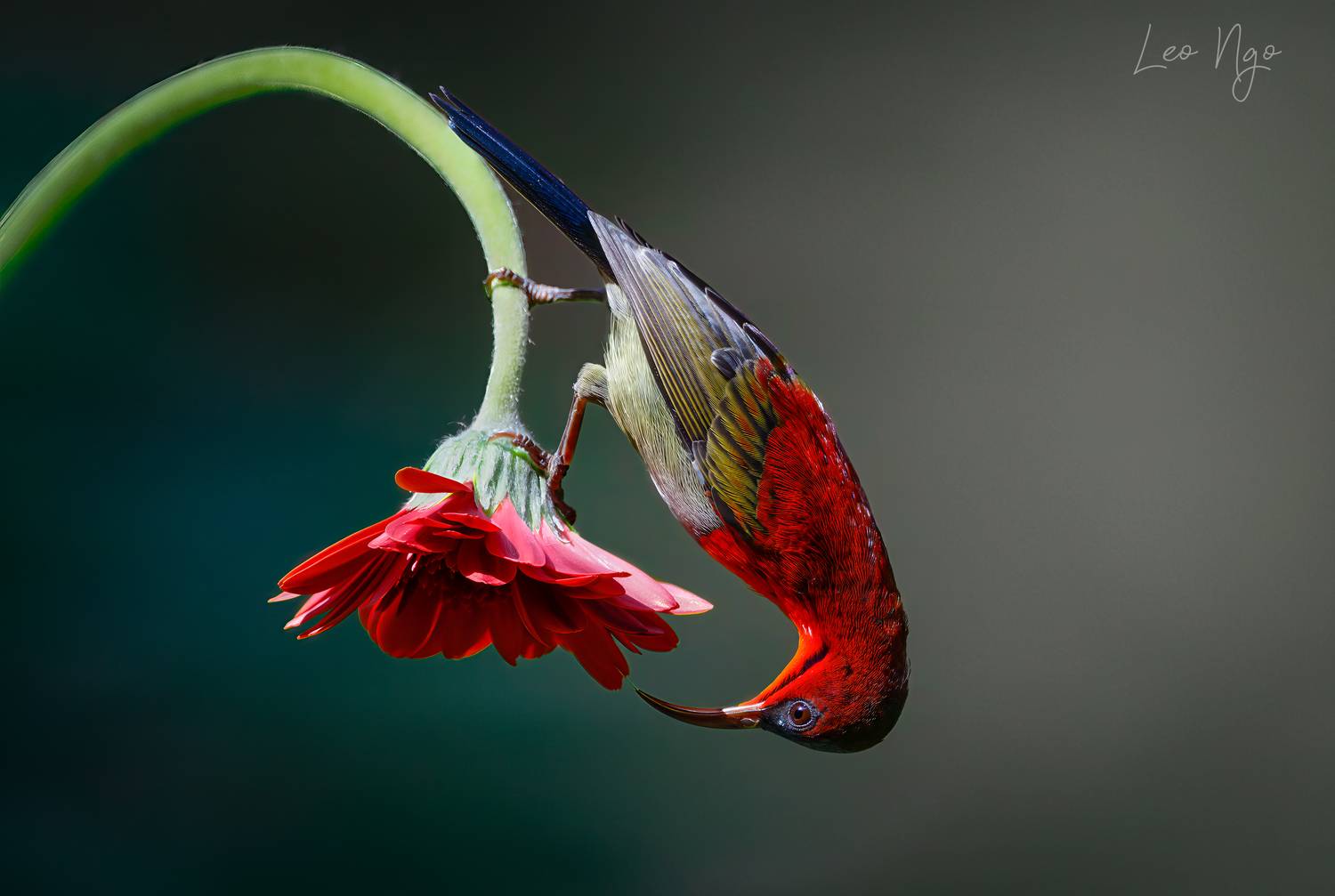 , Ngo Hoang Nguyen - Leo Ngo