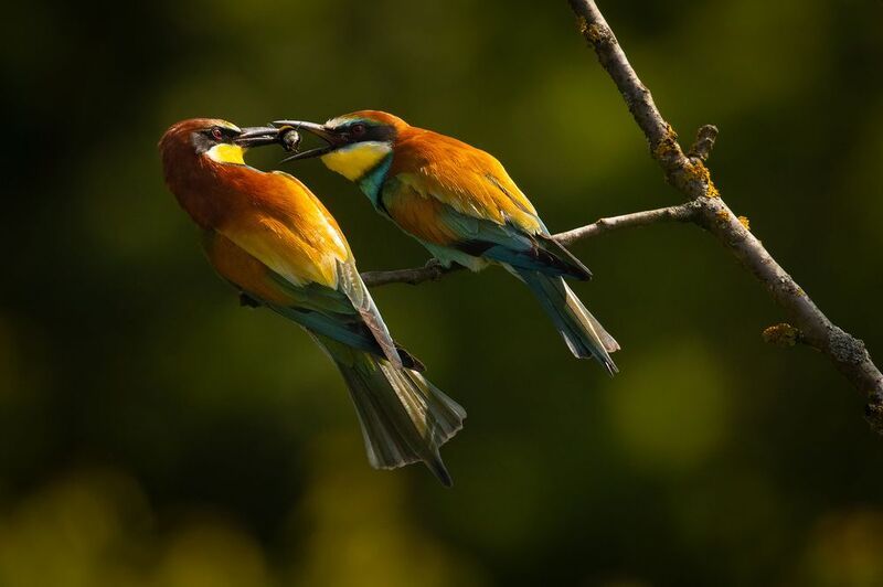 Bee-eater фото превью